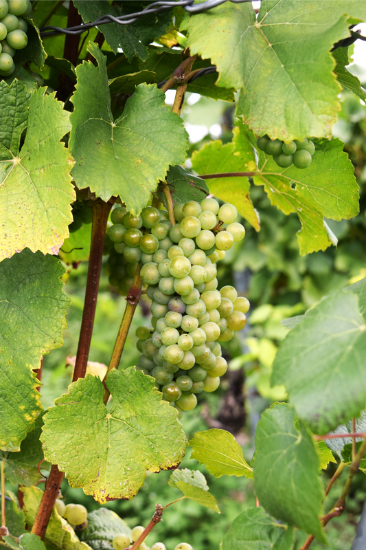 Was ist nachhaltiger Wein?